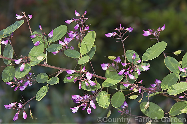 Campylotropis macrocarpa, a 1m tall leguminous shrub native to northern and central China. It flowers from late summer and is very reminiscent of the shrubby Indigofera species. Order: Fabales, Family: Fabaceae