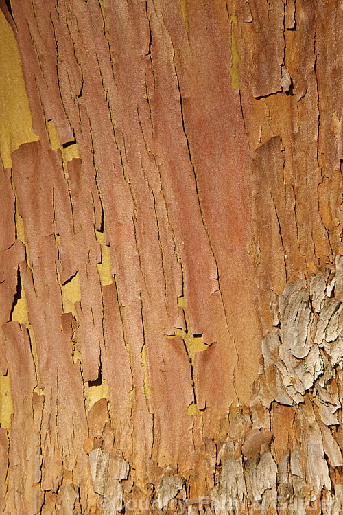 The warm cinnamon coloured bark of the Canary Island Strawberry Tree (<i>Arbutus canariensis</i>), a shrub or small tree native to the Canaries. It flowers in autumn and spring and has warty, bright orange fruit. Order: Ericales, Family: Ericaceae