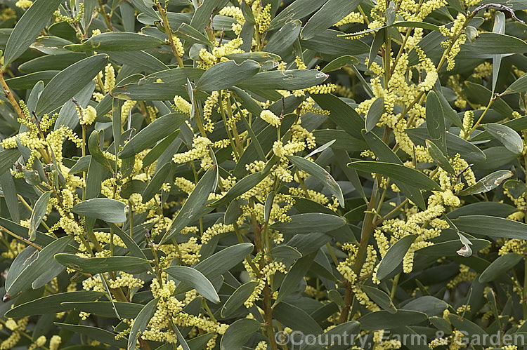 Coastal Wattle (<i>Acacia sophorae</i>), an autumn- to winter-flowering, evergreen shrub or small tree native to eastern Australia, including Tasmania, where it is often found growing on coastal sand dunes. It is sometimes considered a subspecies of Acacia longifolia. Order: Fabales, Family: Fabaceae