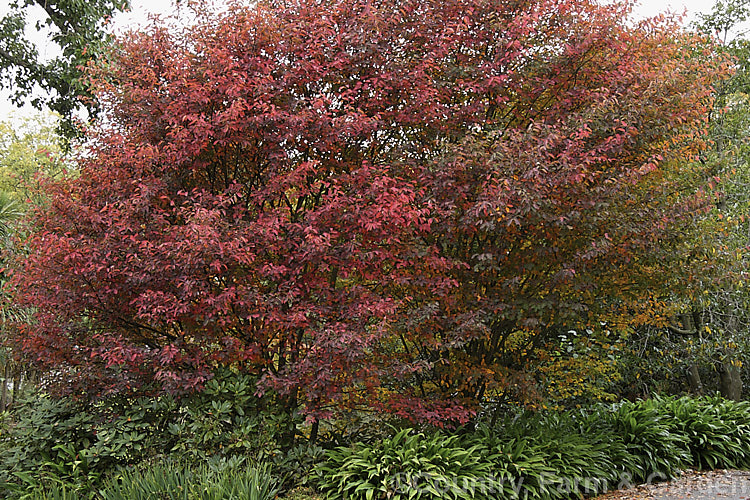 The autumn foliage of Amelanchier lamarckii, often misidentified in gardens as Amelanchier canadensis, this spring-flowering deciduous shrub or tree to 10m tall is a native of eastern Canada