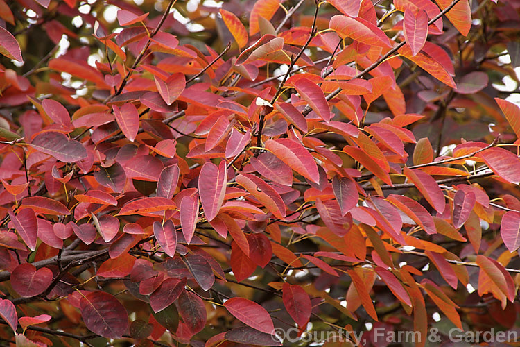 The autumn foliage of Amelanchier lamarckii, often misidentified in gardens as Amelanchier canadensis, this spring-flowering deciduous shrub or tree to 10m tall is a native of eastern Canada. Order: Rosales, Family: Rosaceae