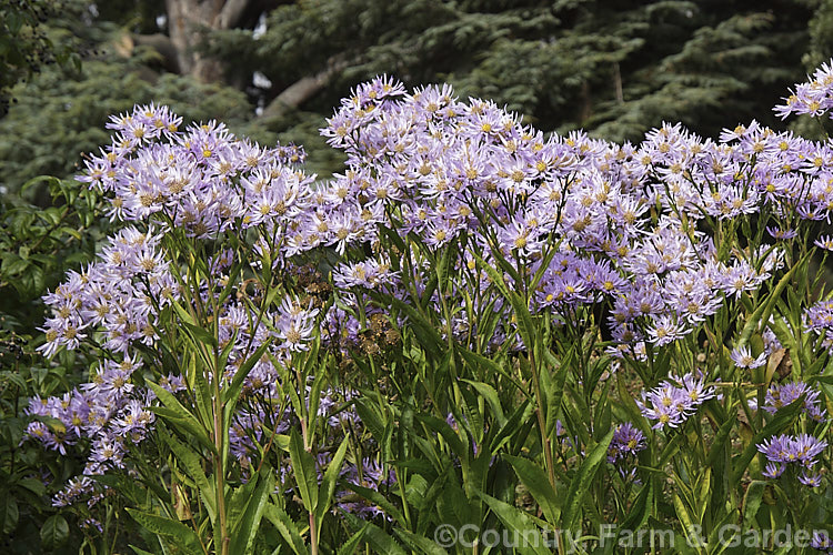 Aster tataricus, a late-flowering herbaceous perennial up to 2m tall with large flower heads and leaves up to 40cm long. It is native to Siberia. aster-2378htm'>Aster.