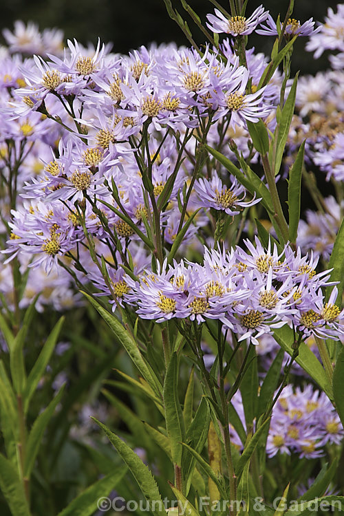 Aster tataricus, a late-flowering herbaceous perennial up to 2m tall with large flower heads and leaves up to 40cm long. It is native to Siberia. aster-2378htm'>Aster.