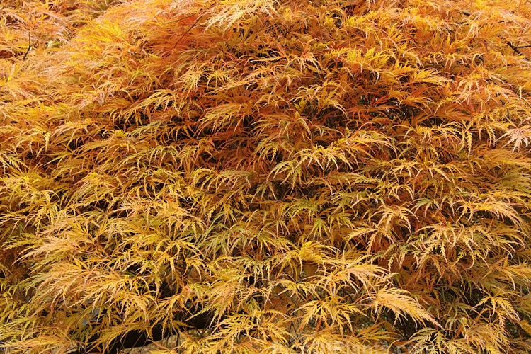 Autumn foliage of Filigree-leafed Japanese Maple (<i>Acer palmatum</i> 'Dissectum'), an attractive shrubby Japanese Maple cultivar that has brilliantly coloured autumn foliage but which is prone to wind-burn. Order Sapindales, Family: Sapindaceae