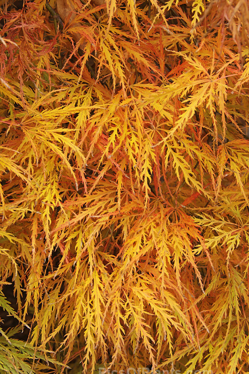 Autumn foliage of Filigree-leafed Japanese Maple (<i>Acer palmatum</i> 'Dissectum'), an attractive shrubby Japanese Maple cultivar that has brilliantly coloured autumn foliage but which is prone to wind-burn. Order Sapindales, Family: Sapindaceae