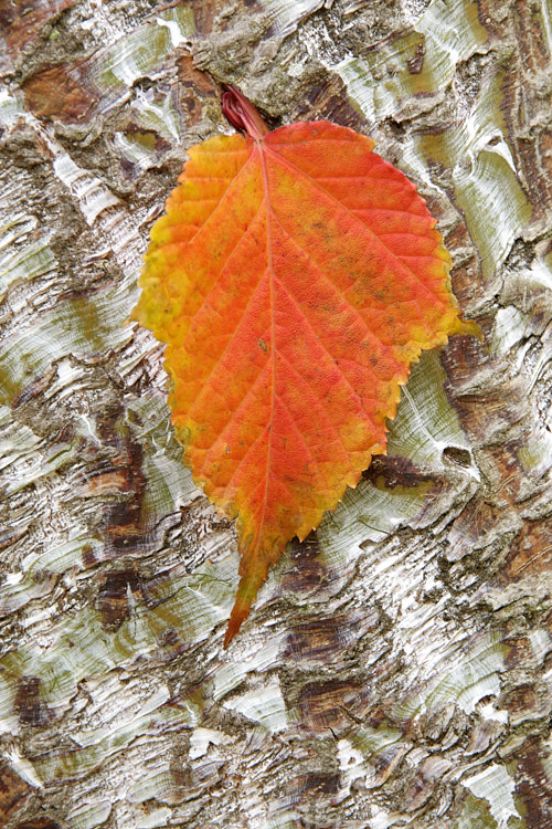 Autumn leaf and bark of the Snakebark Maple (<i>Acer davidii</i>), a 15m tall Chinese deciduous tree notable for its grey-green bark, which is heavily overlaid with white and pale grey striping. Order: Sapindales, Family: Sapindaceae