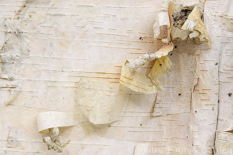 The bark of the Japanese White Birch (<i>Betula platyphylla var. japonica</i>), a cool-temperate northeast Asian deciduous tree closely related to the Common or Silver Birch (<i>Betula pendula</i>). It grows to around 20m tall and has distinctive, peeling, cream to pale buff bark. betula-2077htm'>Betula. <a href='betulaceae-plant-family-photoshtml'>Betulaceae</a>.