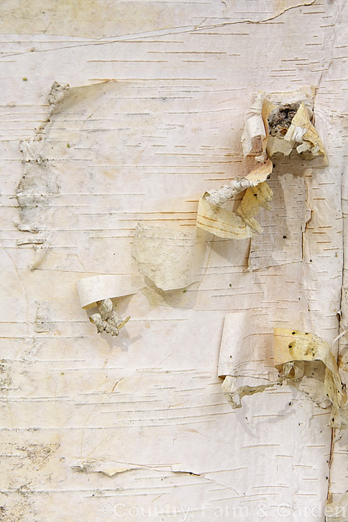 The bark of the Japanese White Birch (<i>Betula platyphylla var. japonica</i>), a cool-temperate northeast Asian deciduous tree closely related to the Common or Silver Birch (<i>Betula pendula</i>). It grows to around 20m tall and has distinctive, peeling, cream to pale buff bark. betula-2077htm'>Betula. <a href='betulaceae-plant-family-photoshtml'>Betulaceae</a>.