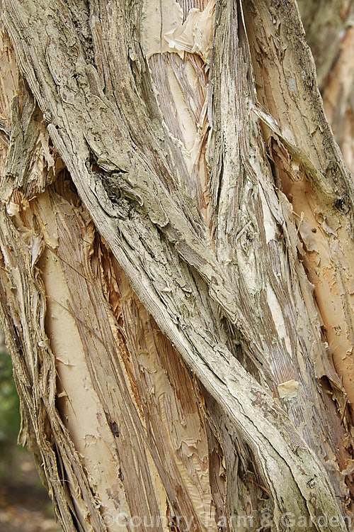 The coarse, twisted, peeling bark of the Willow. Bottlebrush or Pink Tips (<i>Melaleuca salicina [syn. Callistemon salignus]), a spring- to early summer-flowering evergreen shrub of tree to over 6m tall. The flowers are usually greenish yellow but may occasionally be red, and the new growth is red-tinted. Native to much of coastal eastern Australia, where in the wild it can reach well over 10m tall melaleuca-2126htm'>Melaleuca. .