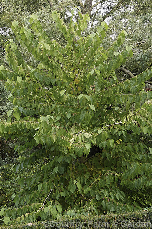 Alangium platanifolium var. macrophyllum, a larger-leafed and broader variety of a Japanese and Korean deciduous tree that can grow to 17m tall It has an attractive tiered growth and habit, with attractive foliage and clusters of small white flowers. alangium-2249htm'>Alangium.