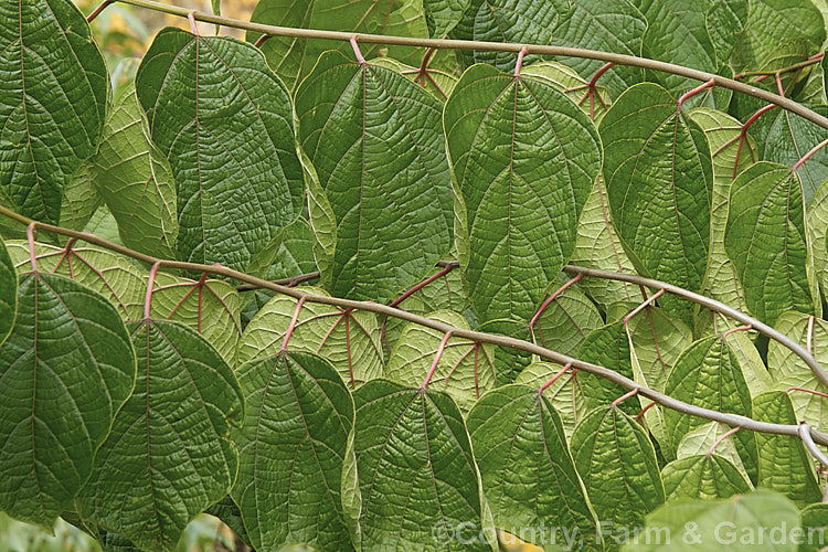 The mature foliage of Alangium platanifolium var. macrophyllum, a larger-leafed and broader variety of a Japanese and Korean deciduous tree that can grow to 17m tall It has an attractive tiered growth and habit, with attractive foliage and clusters of small white flowers. alangium-2249htm'>Alangium.