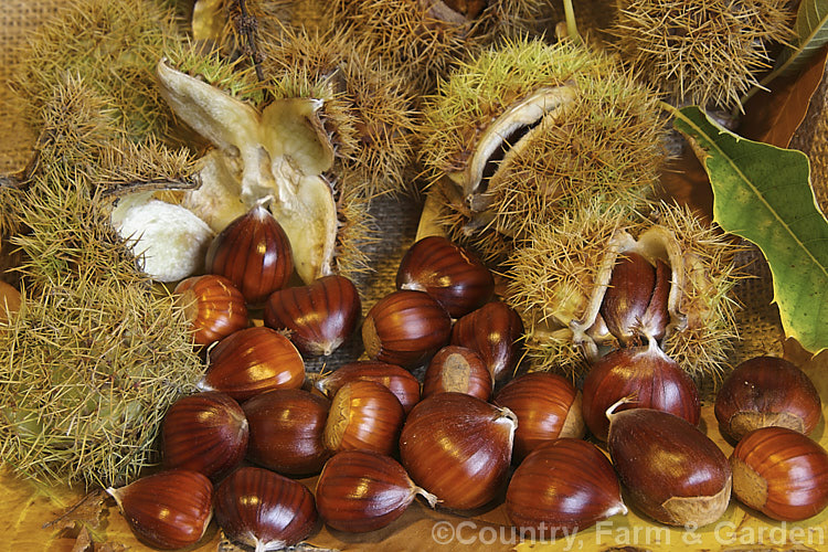 Ripe. Edible Chestnuts or Sweet Chestnuts (<i>Castanea sativa</i>) with their burrs. Each burr contains 1-5 nuts. The 40m tall deciduous tree on which they occur is native to southern Europe, North Africa and western Asia. castanea-2419htm'>Castanea. Order: Fagales, Family: Fagaceae