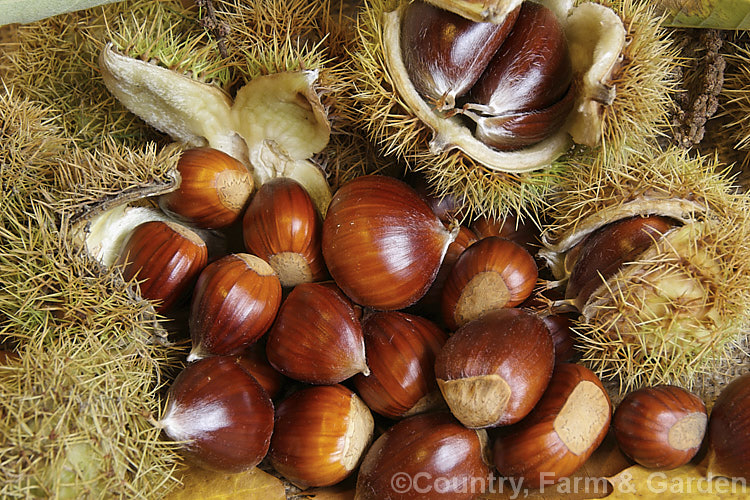 Ripe. Edible Chestnuts or Sweet Chestnuts (<i>Castanea sativa</i>) with their burrs. Each burr contains 1-5 nuts. The 40m tall deciduous tree on which they occur is native to southern Europe, North Africa and western Asia. castanea-2419htm'>Castanea. Order: Fagales, Family: Fagaceae