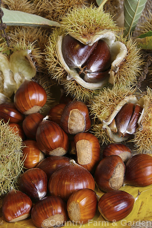 Ripe. Edible Chestnuts or Sweet Chestnuts (<i>Castanea sativa</i>) with their burrs. Each burr contains 1-5 nuts. The 40m tall deciduous tree on which they occur is native to southern Europe, North Africa and western Asia. castanea-2419htm'>Castanea. Order: Fagales, Family: Fagaceae