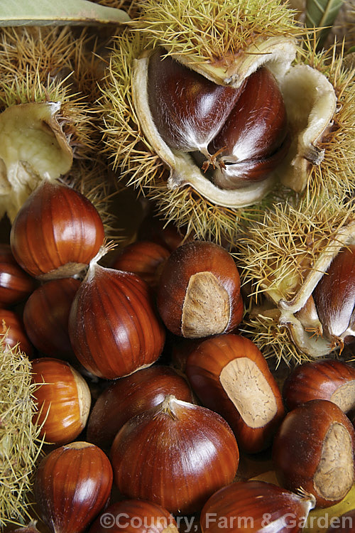 Ripe. Edible Chestnuts or Sweet Chestnuts (<i>Castanea sativa</i>) with their burrs. Each burr contains 1-5 nuts. The 40m tall deciduous tree on which they occur is native to southern Europe, North Africa and western Asia. castanea-2419htm'>Castanea. Order: Fagales, Family: Fagaceae