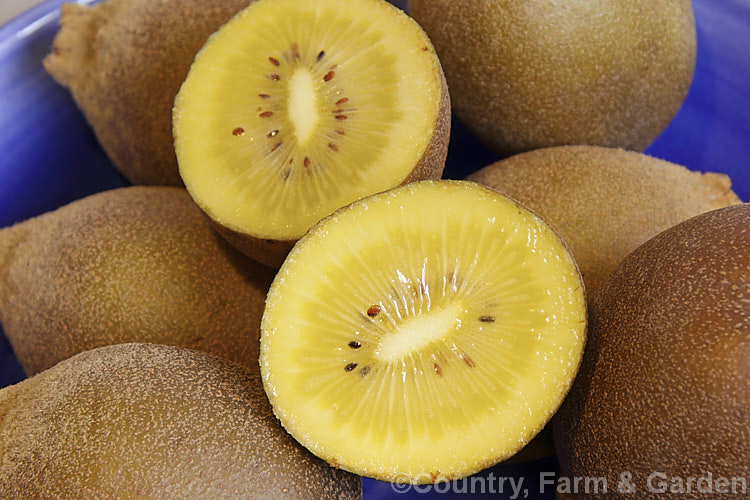 Golden Kiwifruit (<i>Actinidia chinensis</i>), although the gold kiwifruit is often listed as a cultivar of Actinidia chinensis, it is actually a New Zealand raised hybrid between that species and the more common green-fleshed kiwifruit (<i>Actinidia delisiosa</i>). The gold kiwifruit is small, less hairy and is sweeter than the green. Order: Ericales, Family: Actinidiaceae