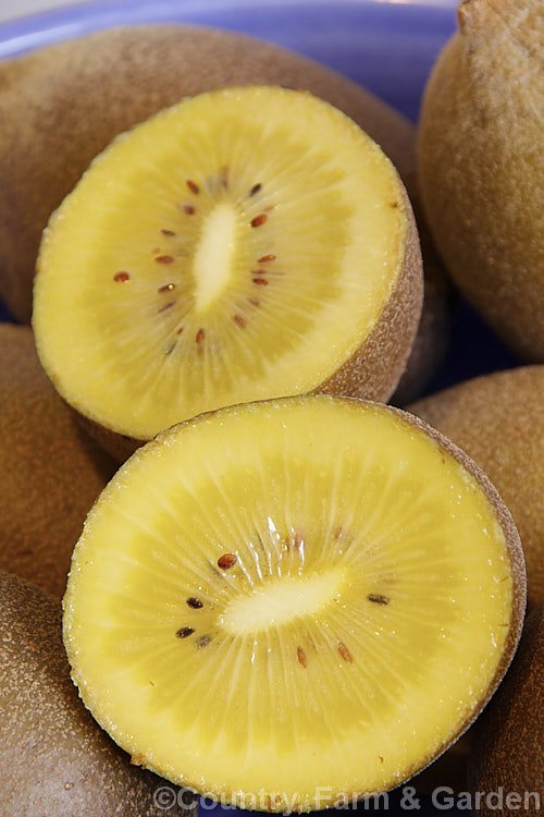 Golden Kiwifruit (<i>Actinidia chinensis</i>), although the gold kiwifruit is often listed as a cultivar of Actinidia chinensis, it is actually a New Zealand raised hybrid between that species and the more common green-fleshed kiwifruit (<i>Actinidia delisiosa</i>). The gold kiwifruit is small, less hairy and is sweeter than the green. Order: Ericales, Family: Actinidiaceae