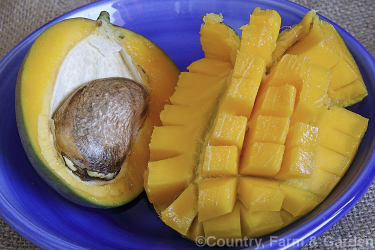 The fruit of the Mango (<i>Mangifera indica</i>), an evergreen tree native to Southeast Asia and grown for it large, edible fruits. The pale orange-fleshed fruit is very juicy and contains a single large seed. The easiest way to eat the fruit raw is to split it length wise, cutting through the leathery seed capsule, score the surface, then turn the fruit halves inside out so the scores become diced cubes of mango that can be scraped from the skin. mangifera-3123htm'>Mangifera. <a href='anacardiaceae-plant-family-photoshtml'>Anacardiaceae</a>.