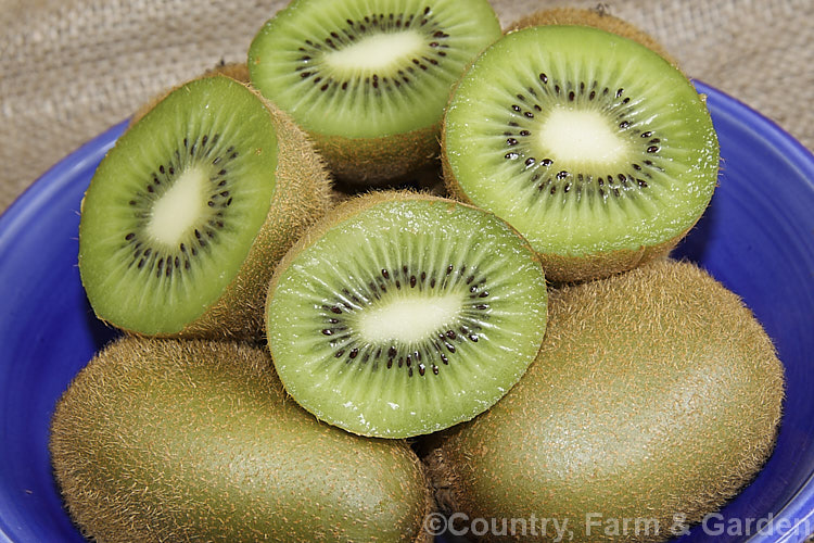 Kiwifruit (<i>Actinidia delisiosa</i>), a deciduous spring- to early summer-flowering vine native to China. Originally known in the west as Chinese Gooseberry, the name. Kiwifruit was popularised by New Zealand marketers when that country began commercial production of the distinctive green-fleshed, hairy brown fruit. The kiwifruit plant is an extremely vigorous plant that can cover a large area. Order: Ericales, Family: Actinidiaceae