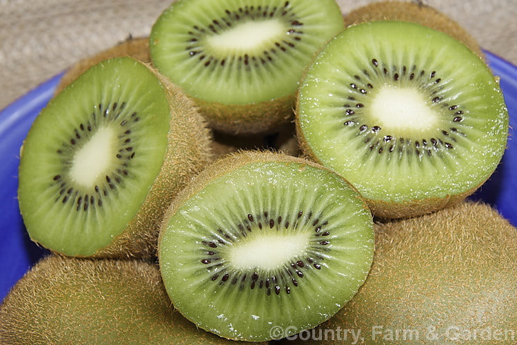 Kiwifruit (<i>Actinidia delisiosa</i>), a deciduous spring- to early summer-flowering vine native to China. Originally known in the west as Chinese Gooseberry, the name. Kiwifruit was popularised by New Zealand marketers when that country began commercial production of the distinctive green-fleshed, hairy brown fruit. The kiwifruit plant is an extremely vigorous plant that can cover a large area. Order: Ericales, Family: Actinidiaceae