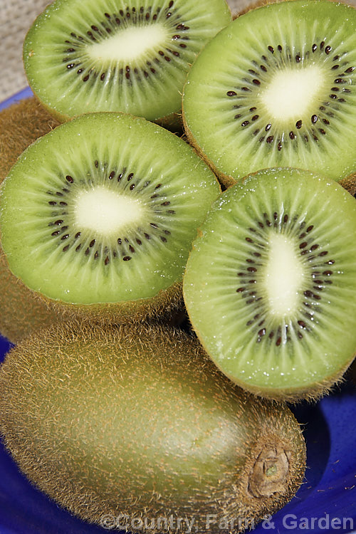 Kiwifruit (<i>Actinidia delisiosa</i>), a deciduous spring- to early summer-flowering vine native to China. Originally known in the west as Chinese Gooseberry, the name. Kiwifruit was popularised by New Zealand marketers when that country began commercial production of the distinctive green-fleshed, hairy brown fruit. The kiwifruit plant is an extremely vigorous plant that can cover a large area. Order: Ericales, Family: Actinidiaceae