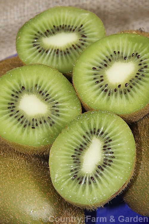 Kiwifruit (<i>Actinidia delisiosa</i>), a deciduous spring- to early summer-flowering vine native to China. Originally known in the west as Chinese Gooseberry, the name. Kiwifruit was popularised by New Zealand marketers when that country began commercial production of the distinctive green-fleshed, hairy brown fruit. The kiwifruit plant is an extremely vigorous plant that can cover a large area. Order: Ericales, Family: Actinidiaceae