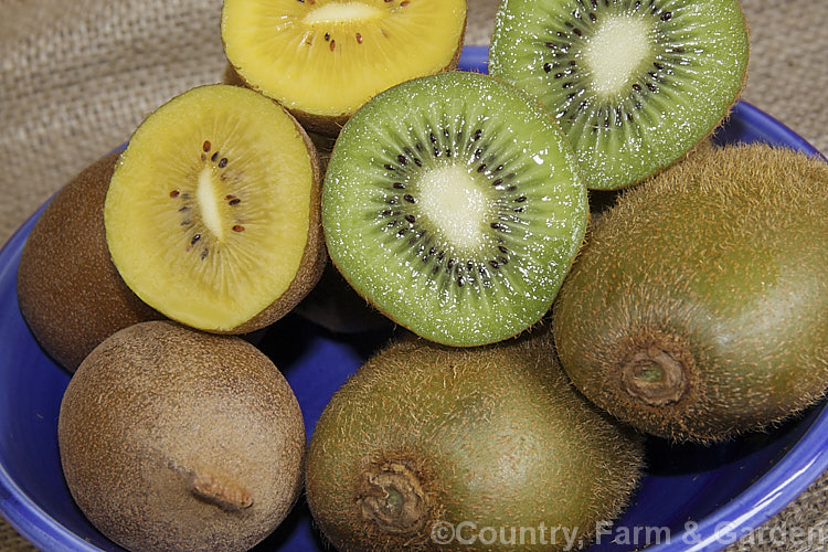 The common green-fleshed kiwifruit (<i>Actinidia delisiosa</i>) and the more recently introduced gold-fleshed kiwifruit, which is a hybrid between <i>Actinidia deliciosa</i> and <i>Actinidia chinensis</i>. Both of these deciduous vine fruits are native to China but were developed as commercial crops in New Zealand. The golden kiwifruit is smaller, smoother, sweeter and has fewer seeds than the green and also differs in the shape of the blossom end of the fruit. The small, berry-like <i>Actinidia arguta</i> is also being promoted as a commercial fruit crop. Order: Ericales, Family: Actinidiaceae