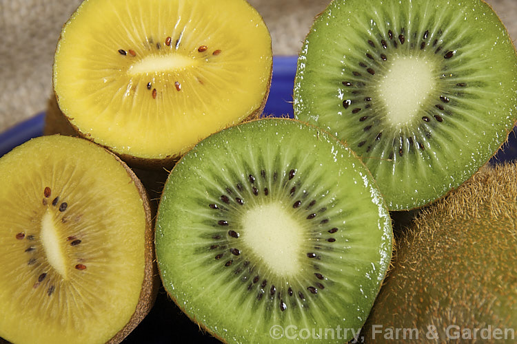 The common green-fleshed kiwifruit (<i>Actinidia delisiosa</i>) and the more recently introduced gold-fleshed kiwifruit, which is a hybrid between <i>Actinidia deliciosa</i> and <i>Actinidia chinensis</i>. Both of these deciduous vine fruits are native to China but were developed as commercial crops in New Zealand. The golden kiwifruit is smaller, smoother, sweeter and has fewer seeds than the green and also differs in the shape of the blossom end of the fruit. The small, berry-like <i>Actinidia arguta</i> is also being promoted as a commercial fruit crop. Order: Ericales, Family: Actinidiaceae