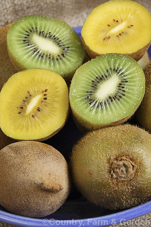 The common green-fleshed kiwifruit (<i>Actinidia delisiosa</i>) and the more recently introduced gold-fleshed kiwifruit, which is a hybrid between <i>Actinidia deliciosa</i> and <i>Actinidia chinensis</i>. Both of these deciduous vine fruits are native to China but were developed as commercial crops in New Zealand. The golden kiwifruit is smaller, smoother, sweeter and has fewer seeds than the green and also differs in the shape of the blossom end of the fruit. The small, berry-like <i>Actinidia arguta</i> is also being promoted as a commercial fruit crop. Order: Ericales, Family: Actinidiaceae