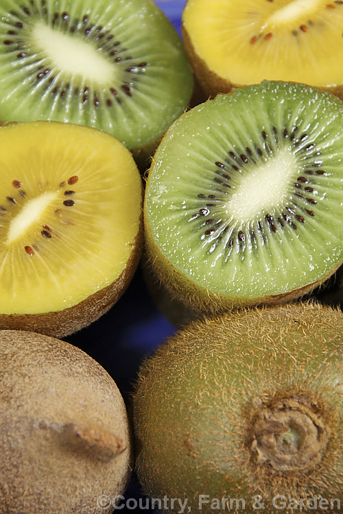 The common green-fleshed kiwifruit (<i>Actinidia delisiosa</i>) and the more recently introduced gold-fleshed kiwifruit, which is a hybrid between <i>Actinidia deliciosa</i> and <i>Actinidia chinensis</i>. Both of these deciduous vine fruits are native to China but were developed as commercial crops in New Zealand. The golden kiwifruit is smaller, smoother, sweeter and has fewer seeds than the green and also differs in the shape of the blossom end of the fruit. The small, berry-like <i>Actinidia arguta</i> is also being promoted as a commercial fruit crop. Order: Ericales, Family: Actinidiaceae