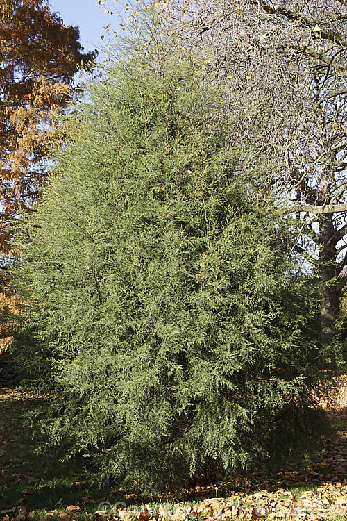 Sargent. Cypress (<i>Hesperocyparis sargentii [syn. Cupressus sargentii]), a 25m tall evergreen conifer native to western California. It is closely allied to the Gowen. Cypress (<i>Cupressus goveniana</i>), differing most obviously in have stringy, deeply fissured bark. Order: Pinales, Family: Cupressaceae