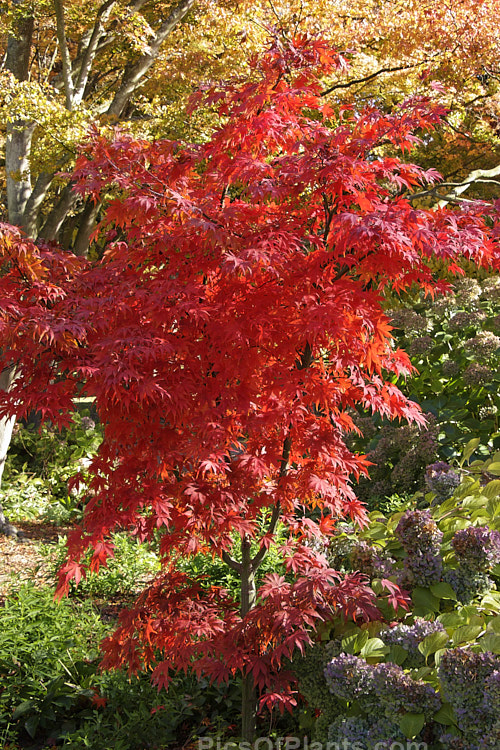 The vivid autumn foliage of <i>Acer palmatum</i> 'Osakazuki', an upright cultivar with simple palmate foliage that is bright green in spring, darkening in summer and developing fiery red tones in autumn. It grows to around 7m tall. Order Sapindales, Family: Sapindaceae