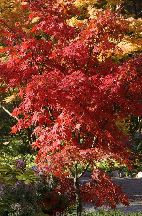 The vivid autumn foliage of <i>Acer palmatum</i> 'Osakazuki', an upright cultivar with simple palmate foliage that is bright green in spring, darkening in summer and developing fiery red tones in autumn. It grows to around 7m tall. Order Sapindales, Family: Sapindaceae