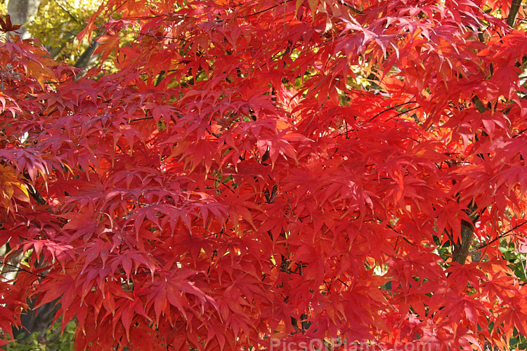 The vivid autumn foliage of <i>Acer palmatum</i> 'Osakazuki', an upright cultivar with simple palmate foliage that is bright green in spring, darkening in summer and developing fiery red tones in autumn. It grows to around 7m tall. Order Sapindales, Family: Sapindaceae