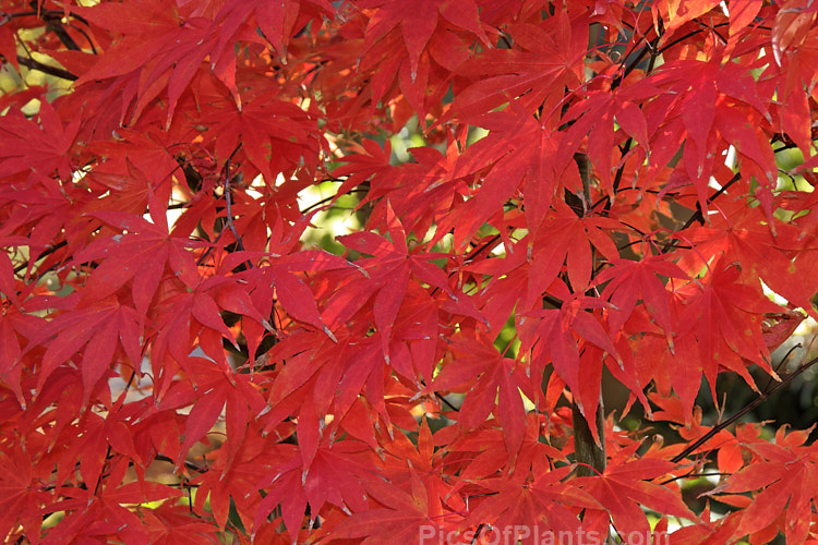 The vivid autumn foliage of <i>Acer palmatum</i> 'Osakazuki', an upright cultivar with simple palmate foliage that is bright green in spring, darkening in summer and developing fiery red tones in autumn. It grows to around 7m tall. Order Sapindales, Family: Sapindaceae