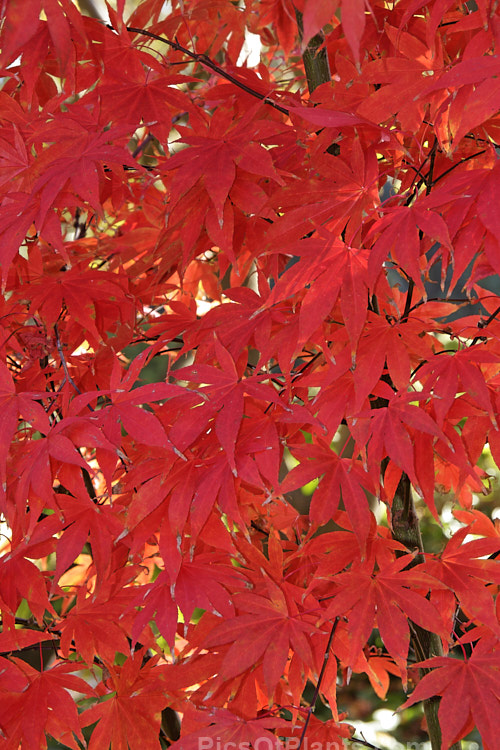 The vivid autumn foliage of <i>Acer palmatum</i> 'Osakazuki', an upright cultivar with simple palmate foliage that is bright green in spring, darkening in summer and developing fiery red tones in autumn. It grows to around 7m tall. Order Sapindales, Family: Sapindaceae