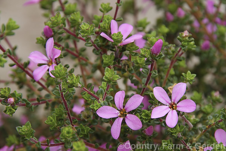 <i>Acmadenia tetragona</i> 'Starblush', a heavy-flowering cultivar of a wiry-stemmed, 50cm high, evergreen shrub native to South Africa. Introduced in 2002, 'Starblush' flowers most heavily in winter and early spring. Order: Sapindales, Family: Rutaceae