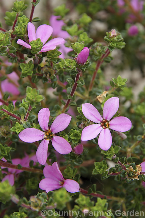 <i>Acmadenia tetragona</i> 'Starblush', a heavy-flowering cultivar of a wiry-stemmed, 50cm high, evergreen shrub native to South Africa. Introduced in 2002, 'Starblush' flowers most heavily in winter and early spring. Order: Sapindales, Family: Rutaceae