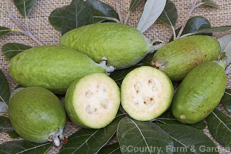 Feijoa or Pineapple Guava (<i>Acca sellowiana</i> [syn. <i>Feijoa sellowiana</i>]), a shrub or small tree from southern Brazil and northern Argentina, with a distinctively flavoured fruit that ripen from late autumn and showy flowers that open from early summer. Order: Myrtales, Family: Myrtaceae