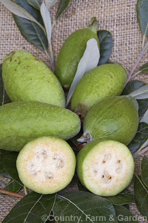 Feijoa or Pineapple Guava (<i>Acca sellowiana</i> [syn. <i>Feijoa sellowiana</i>]), a shrub or small tree from southern Brazil and northern Argentina, with a distinctively flavoured fruit that ripen from late autumn and showy flowers that open from early summer. Order: Myrtales, Family: Myrtaceae