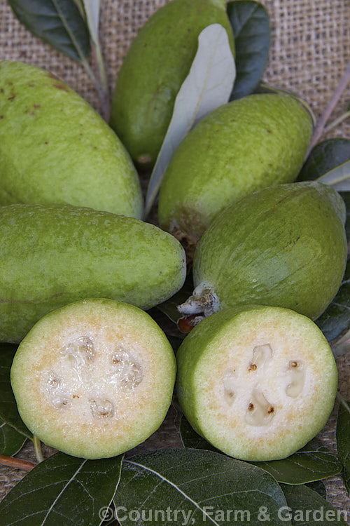 Feijoa or Pineapple Guava (<i>Acca sellowiana</i> [syn. <i>Feijoa sellowiana</i>]), a shrub or small tree from southern Brazil and northern Argentina, with a distinctively flavoured fruit that ripen from late autumn and showy flowers that open from early summer. Order: Myrtales, Family: Myrtaceae