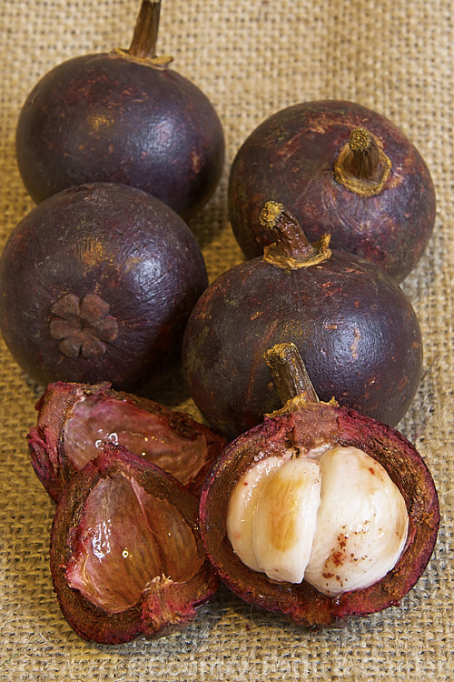 The fruit of the Purple Mangosteen (<i>Garcinia mangostana</i>), a 10m tall evergreen tree native to Malaysia and Indonesia but now widely cultivated in the tropics for its edible fruit. The soft interior of the fruit is eaten raw and the rind of the hard shell has recently been used to produce juice-like extracts rich in antioxidants. Mangosteen leaves are elliptical and up to 25cm long; the flowers, which are up to 6cm across are soft pink to yellow. garcinia-2998htm'>Garcinia. <a href='clusiaceae-plant-family-photoshtml'>Clusiaceae</a>.