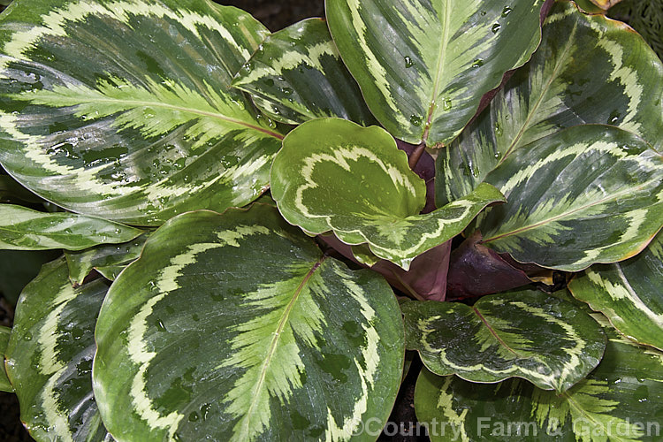 Calathea 'Medallion', sometimes listed as a cultivar of Calathea zebrina or Calathea roseopicta, both. Brazilian species, this boldly marked evergreen perennial is widely cultivated as a foliage house plant. Its small heads of flowers are enclosed within greenish-white bracts and are not especially striking.