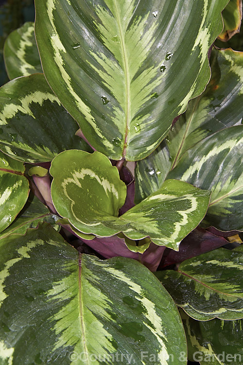 Calathea 'Medallion', sometimes listed as a cultivar of Calathea zebrina or Calathea roseopicta, both. Brazilian species, this boldly marked evergreen perennial is widely cultivated as a foliage house plant. Its small heads of flowers are enclosed within greenish-white bracts and are not especially striking.