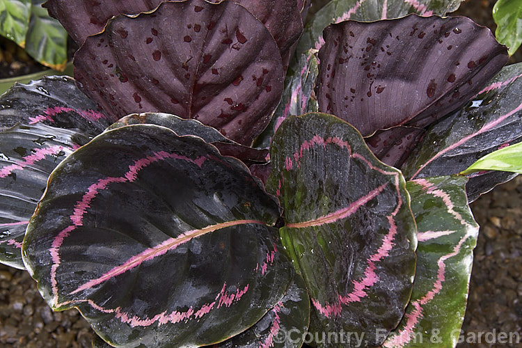 Calathea 'Dottie', sometime listed as a cultivar of Calathea roseopicta, this boldly marked evergreen perennial is widely cultivated as a foliage house plant. It is notable for is very dark foliage, which has deep maroon undersides and a pink band about a third of the way along the midribs from the margin on the upper surface.