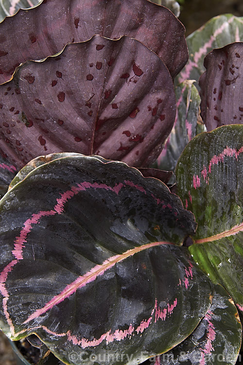 Calathea 'Dottie', sometime listed as a cultivar of Calathea roseopicta, this boldly marked evergreen perennial is widely cultivated as a foliage house plant. It is notable for is very dark foliage, which has deep maroon undersides and a pink band about a third of the way along the midribs from the margin on the upper surface.