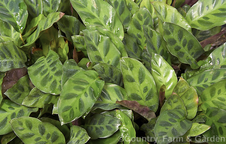 Calathea wiotii, a dwarf rhizomatous perennial from Brazil. Often grown as a house plant and related to the prayer plants (<i>Maranta spp</i>), its leaves are less than 15cm long and it develops into a dense, low clump or foliage.