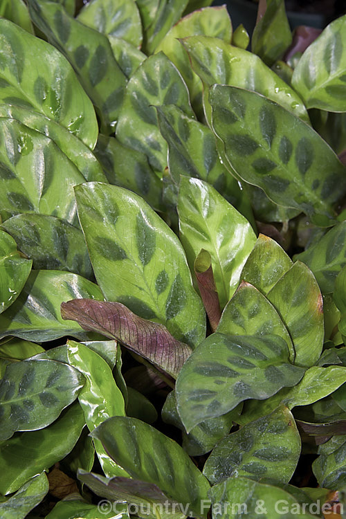 Calathea wiotii, a dwarf rhizomatous perennial from Brazil. Often grown as a house plant and related to the prayer plants (<i>Maranta spp</i>), its leaves are less than 15cm long and it develops into a dense, low clump or foliage.