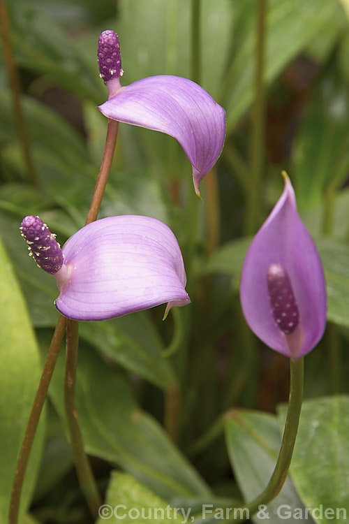 Anthurium amnicola, a perennial, often epiphytic, native to Panama. It has a narrow spathe and fragrant flowers on a purple spadix. The flowerheads, which are far smaller than those of the fancy cultivars, develop into white fruits that contrast well with the spadix colour. anthurium-2027htm'>Anthurium.