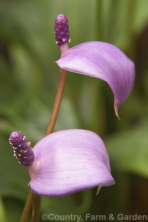 Anthurium amnicola, a perennial, often epiphytic, native to Panama. It has a narrow spathe and fragrant flowers on a purple spadix. The flowerheads, which are far smaller than those of the fancy cultivars, develop into white fruits that contrast well with the spadix colour. anthurium-2027htm'>Anthurium.